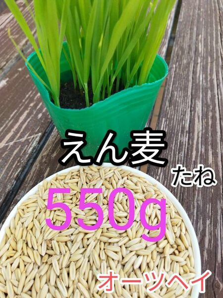 ★★ えん麦 オーツヘイ 猫草 550㌘