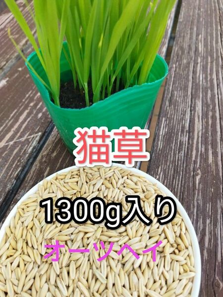 猫草 オーツヘイ えん麦 たね 1.3Kg