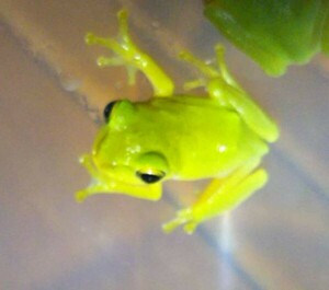  Schlegel's green tree frog, male 1 pcs natural . taking 