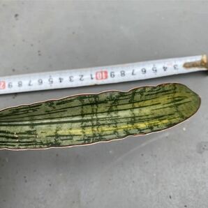 サンスベリア クレオパトラ 斑入り 挿し葉 SANSEVIERIA CLEOPATRA VARIEGATED レアなサンセベリア の画像1