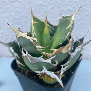 希少種 Agave titanota FO-076 アガベ チタノタ オテロイ FO-076 多肉植物 レアな アガベ オテロイボールタイプ強棘 ^ - ^の画像3