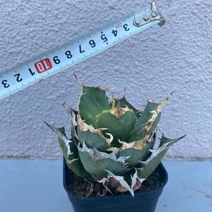 希少種 Agave titanota FO-076 アガベ チタノタ オテロイ FO-076 多肉植物 レアな アガベ オテロイボールタイプ強棘 ^ - ^の画像6