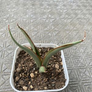 サンスベリア　ダンシング ドラゴン　レアなサンセベリア　多肉植物 Sansevieria Dancing dragon 