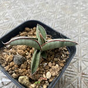 超希少種 サンスベリア　エイレンシス Sansevieria eilensis Lav.10178 多肉植物 レアなサンセベリア