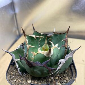 希少種 Agave titanota FO-076 アガベ　チタノタ オテロイ FO-076 Oteroi superball多肉植物 レアな　アガベ　オテロイボールタイプ強棘 