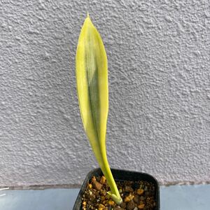 サンセベリア ドーネリー 斑入り Sansevieria Dooneri Variegated レアな　サンセベリア　錦　