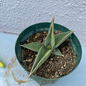 サンスベリア ピングイキュラ ブラック 斑入り Sansevieria Pinguicula Black Variegated レアな サンセベリア錦 多肉植物 の画像6