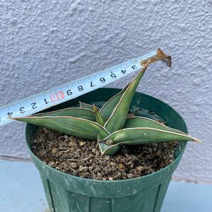 サンスベリア ピングイキュラ ブラック 斑入り Sansevieria Pinguicula Black Variegated レアな サンセベリア錦 多肉植物 の画像7