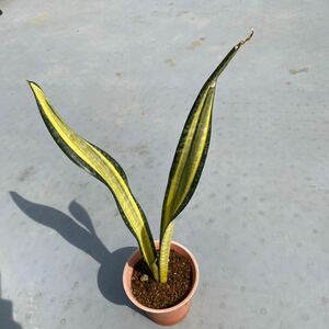 サンスベリア　カリフォルニア　 SANSEVIERIA 'CALIFORNIA' レアな　サンセベリア　 多肉植物 