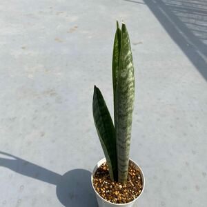 サンスベリア　メインリーブリング　 Sansevieria trifasciata Laurentii 'Mein Liebling' サンセベリア 