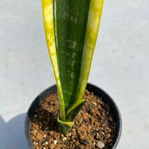 サンスベリア　コスタリカ SANSEVIERIA TRIFASCIATA LAURENTII COMPACTA (Costa Rica) レアな　サンセベリア多肉植物 _画像2