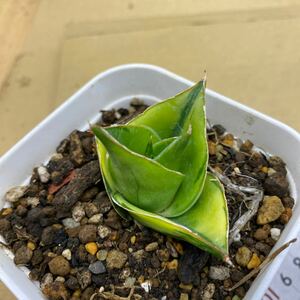 サンスベリア　タワー　ハイブリッド　斑入り SANSEVIERIA NEW HIBRID 'TOWER' variegated レアな　サンセベリア錦　多肉植物 