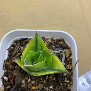 サンスベリア タワー ハイブリッド 斑入り SANSEVIERIA NEW HIBRID 'TOWER' variegated レアな サンセベリア錦 多肉植物 の画像5