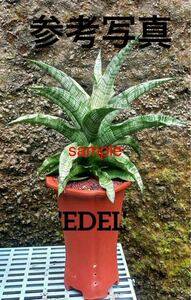 サンスベリア　ハイブリッド　'EDEL' Sansevieria New Hybrid 'Edel' レアなサンセベリア　多肉植物 