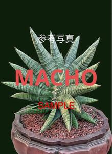 サンスベリア　ハイブリッド　'マチョー' SANSEVIERIA NEW HYBRID 'MACHO' レアな　サンセベリア　多肉植物 