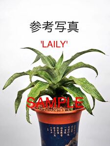 サンスベリア　ハイブリッド　'LAILY' SANSEVIERIA NEW HYBRID 'LAILY' レアな　サンセベリア　多肉植物　