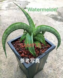 サンスベリア　ハイブリッド　SANSEVIERIA NEW HYBRID 'WATERMELON' レアなサンセベリア　苗