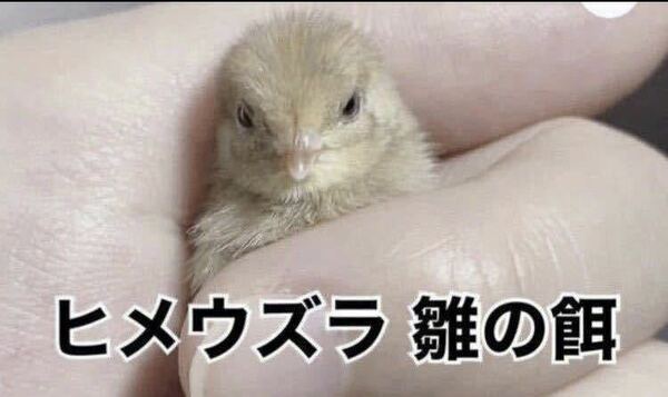 ひな用餌 ヒメウズラ餌 雛用 ひめうずら うずら ヒナ 姫鶉 鳥 ヒメウズラ 1kg