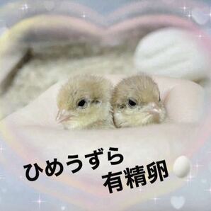 ひめうずら有精卵 姫ウズラ ヒメウズラ 食用 卵 ひめうずら 姫うずら ヒメウズラ有精卵の画像4