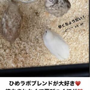 1kg ひめうずら餌 鳥 うずら 姫鶉 ヒメウズラ 成鳥用 姫うずら 成鳥用餌 鶉 成鳥 美味しい！の画像3