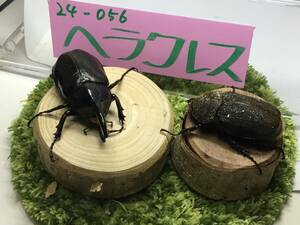 24-56 DHヘラクレス 未使用ペア ♂83mm ♀59mm ヘラクレスオオカブト