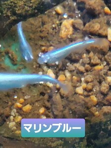 マリンブルー　③メダカの卵25個＋α５個の３０個