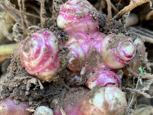 農薬不使用　ヤーコン種芋　500グラム