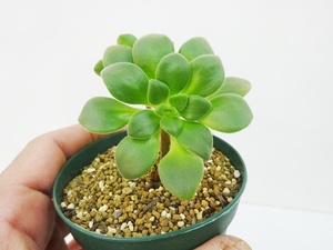 TGH640アエオニウム　秘薬銀照⑩　Aeonium lindleyi