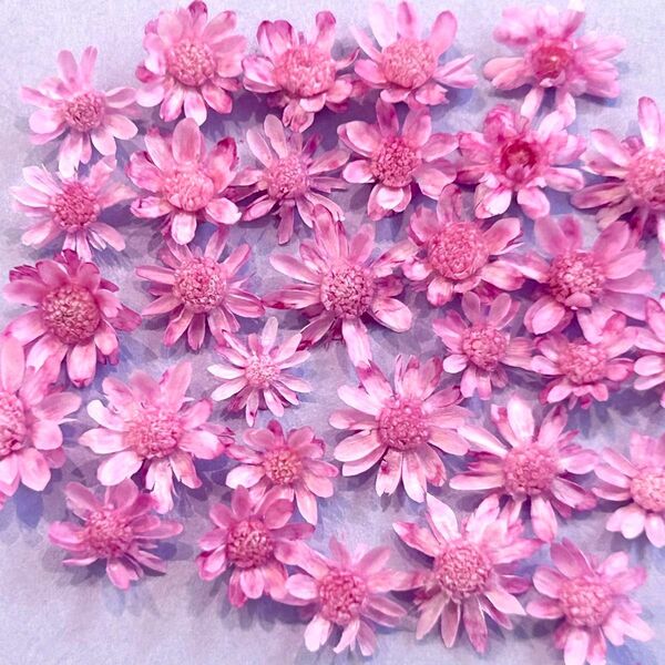 スターフラワーミニ　ドライフラワー　花材　ストロベリーピンク　ピンク　ピンクパープル　赤紫　小花