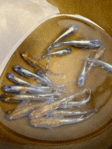 銀鱗紅玉若魚10匹　ラメ王　ダイアナ妃　ミッドナイトフリル　ネプチューン　サンシャイン