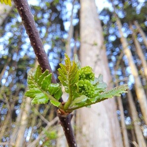 花山椒 蕾の画像2