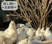 東京烏骨鶏 烏骨鶏 ８個 有精卵 種卵 食用 放し飼い ふわふわ もこもこ 送料無料_画像6