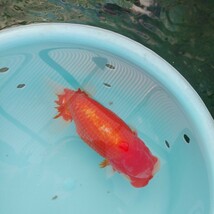 ◆大万らんちゅう◆14日発送日限定　親魚の受精卵約2000個　その五_画像3