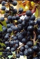 西洋種【西洋山葡萄（セイヨウヤマブドウ）】果実はジャム、果実酒に