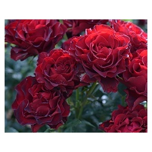 【オマージュ・ア・バルバラ】黒赤花弁、波状弁咲きの画像1