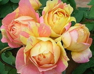 【ポール・セザンヌ】鮮明なイエローカラーにピンクの絞り、切れ込みの入る花弁