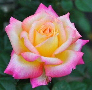 黄色を基調としベンガルピンクが入る美しい薔薇【ラブ&ピース】