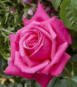 パープルピンクの花弁【マリア・カラス】切り花向き