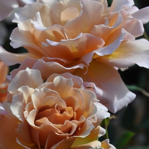 淡い銅色を帯びたオレンジイエロー花弁【ジュリア】の画像1
