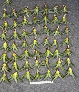 No:131多肉植物アガベ チタノタ 帝君 agave emperor 極上強棘 狂刺 背棘 激レア高級品種 精選中小株 50株