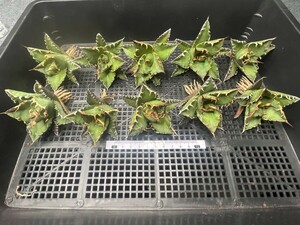 No:219多肉植物アガベ チタノタ 凱撒 シーザー agave titanota caesar 強棘 極上美株 激レア！10株