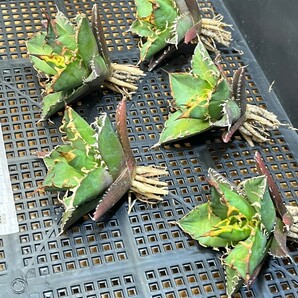 No:173 多肉植物アガベ チタノタ 凱撒 シーザー agave titanota caesar 強棘 極上美株 5株同の画像2