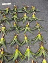 No:215多肉植物アガベ チタノタ 帝君 agave emperor 極上強棘 狂刺 背棘 激レア高級品種 精選中小株 50株_画像5