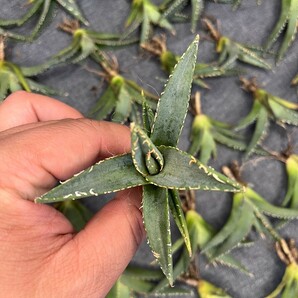 No:217多肉植物アガベ チタノタ 帝君 agave emperor 極上強棘 狂刺 背棘 激レア高級品種 精選中小株 50株の画像7