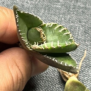 No:301多肉植物アガベ チタノタ 南アフリカダイヤモンド agave titanota South Africa Diamond SAD 3株の画像9