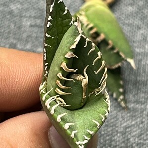 No:301多肉植物アガベ チタノタ 南アフリカダイヤモンド agave titanota South Africa Diamond SAD 3株の画像3