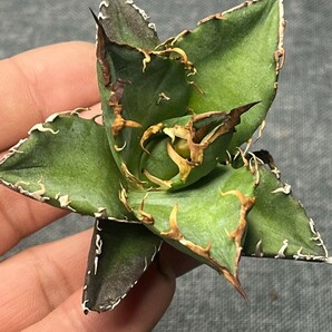 No:312多肉植物アガベ チタノタ 凱撒 シーザー agave titanota caesar 5株の画像6