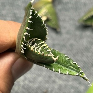 No:303多肉植物アガベ チタノタ 南アフリカダイヤモンド agave titanota South Africa Diamond SAD 4株の画像2