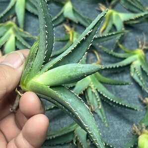 No:123多肉植物アガベ チタノタ 帝君 agave emperor 極上強棘 狂刺 背棘 激レア高級品種 精選中小株 50株の画像3