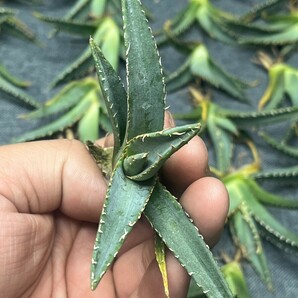 No: 多肉植物アガベ チタノタ 帝君 agave emperor 極上強棘 狂刺 背棘 激レア高級品種 精選中小株 100株の画像2